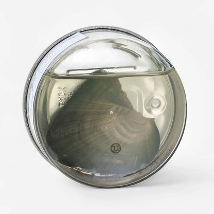 Jormaria™ Canlı İstiridye İnci Kafesli Kolye